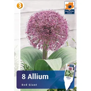 Blomsterløg - Allium Red Giant - 8 stk.