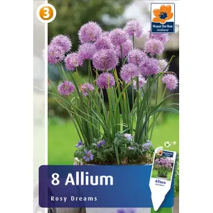 Blomsterløg - Allium Rosy Dreams - 8 stk.