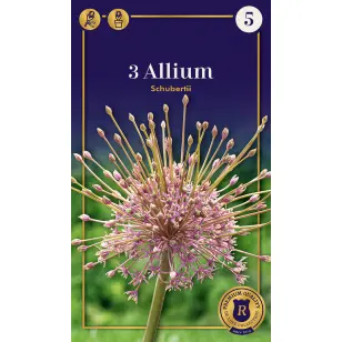 Blomsterløg - Allium Schubertii - 3 stk.