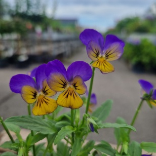 Hornviol - Viola Cornuta
