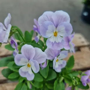 Hornviol - Viola Cornuta