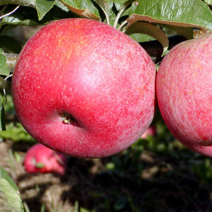 Æble 'Rød Aroma' | Malus domestica 'Rød Aroma'