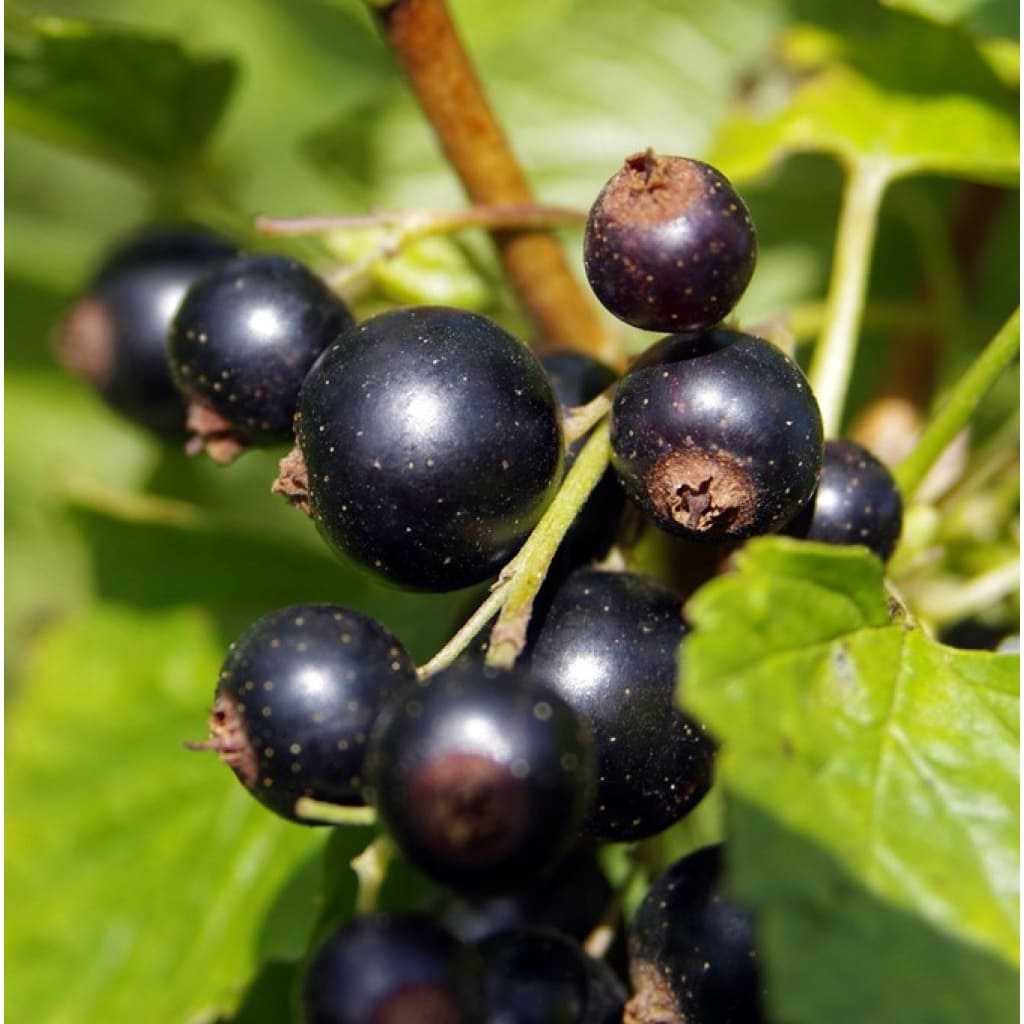 Solbær - Ribes nigrum 'Big Ben'