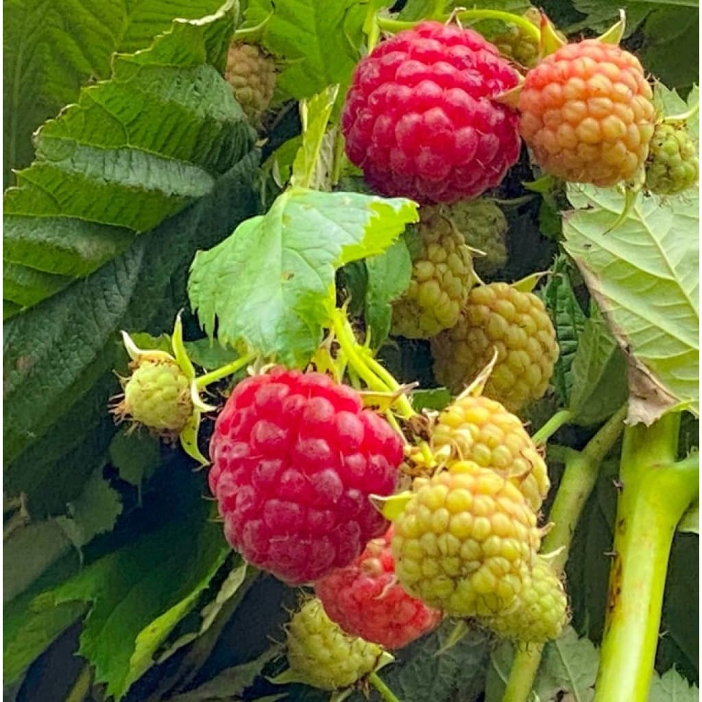 Efterårs hindbær 'Autumn First' - Rubus idaeus 'Autumn First'