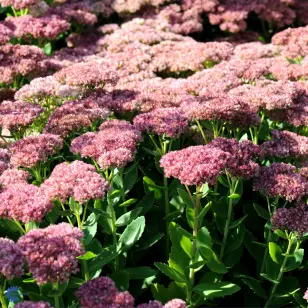 Sedum Telephium "Herbstfreude"