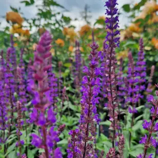 Staudesalvie 'Caradonna' | Salvia nemorosa 'Caradonna'