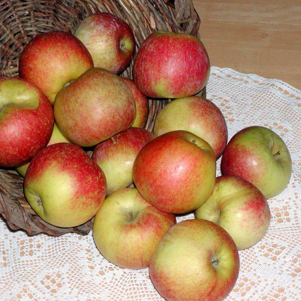 Æbletræ 'Aroma' | Malus Domestica 'Aroma'