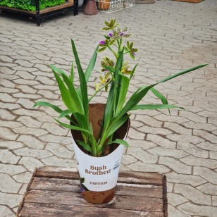 Orkidé 'Zygopetalum'