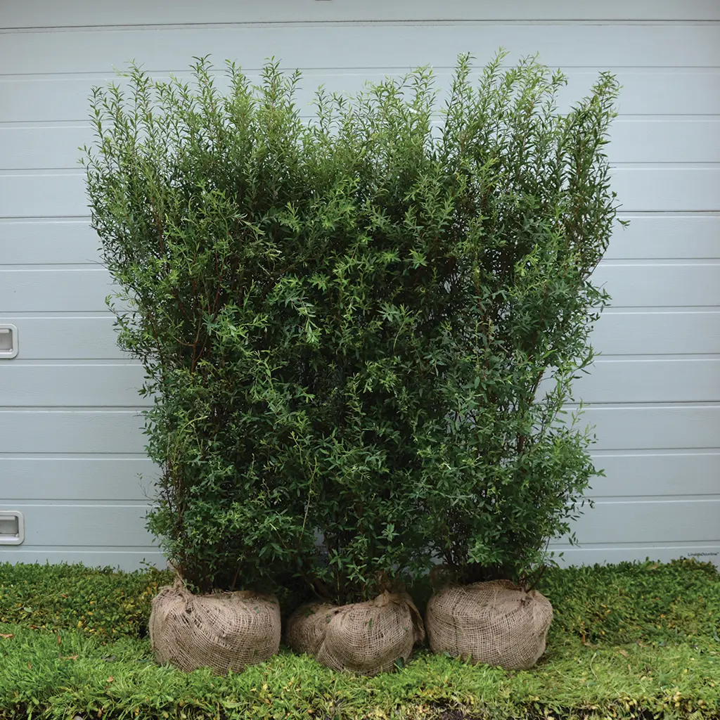 Spirea cinearea snedrivebusk