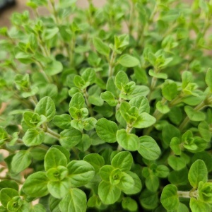 oregano