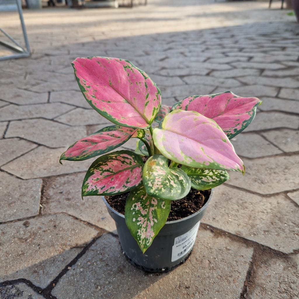 Sømandstrøst Aglaonema Commutatum