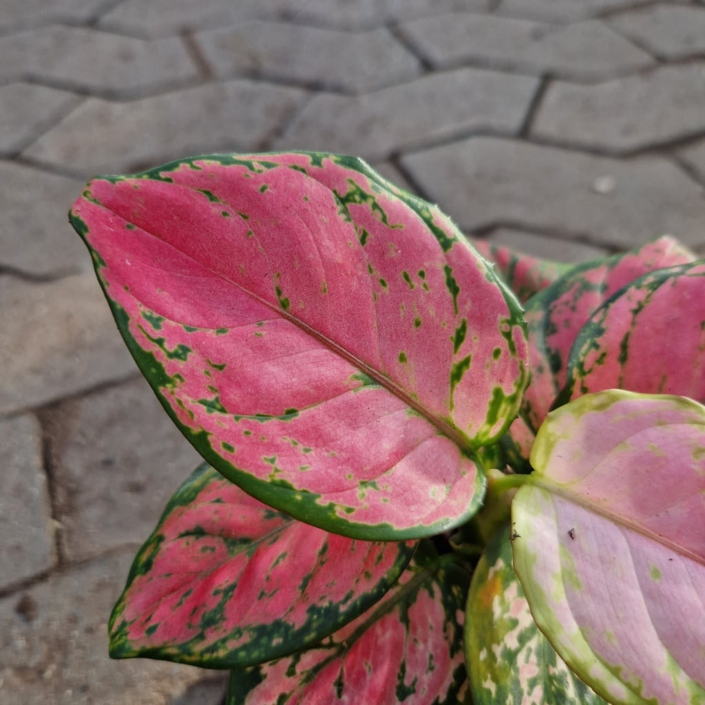 Sømandstrøst Aglaonema Commutatum