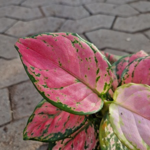 Sømandstrøst Aglaonema Commutatum