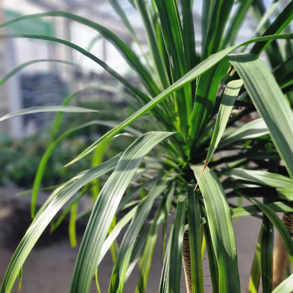 Dracaena Draco