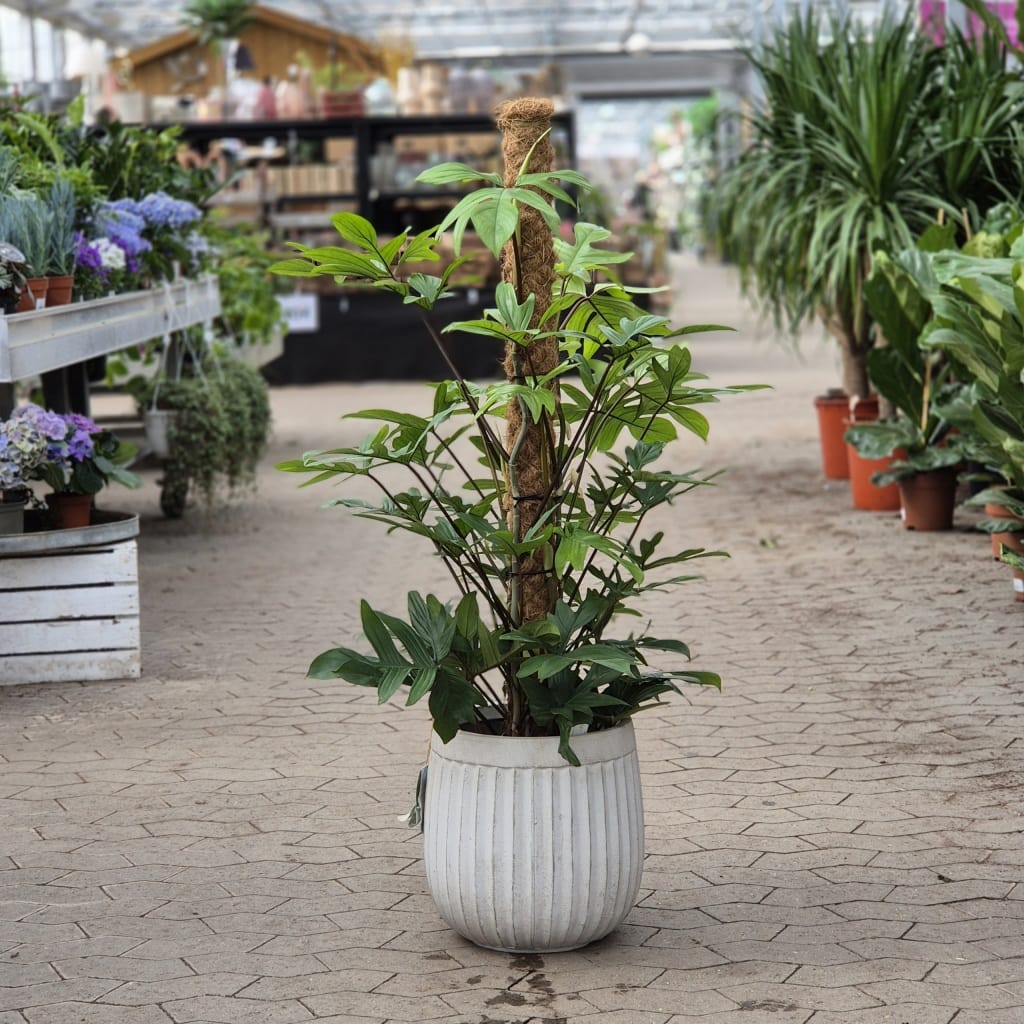 Philodendron pedatum