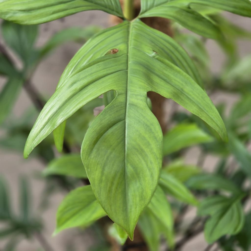 Philodendron pedatum