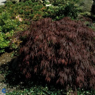 Japansk Løn 'Garnet'