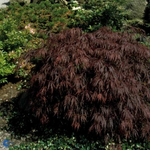 Japansk Løn 'Garnet'