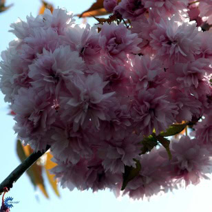 Kiku Shidare Sakura