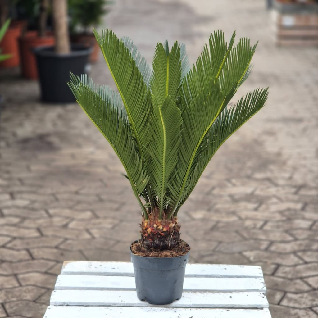 Japansk koglepalme-Cycas Revoluta