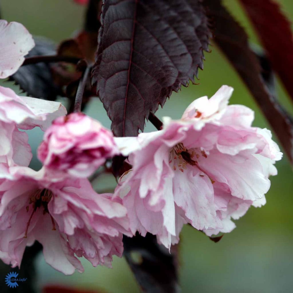 Japansk kirsebær 'Royal Burgundy