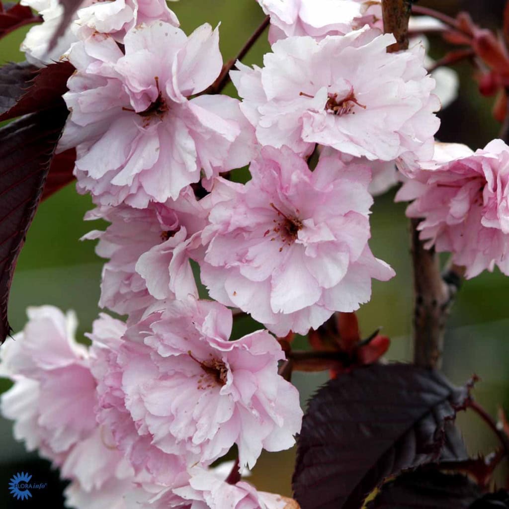 Japansk kirsebær 'Royal Burgundy