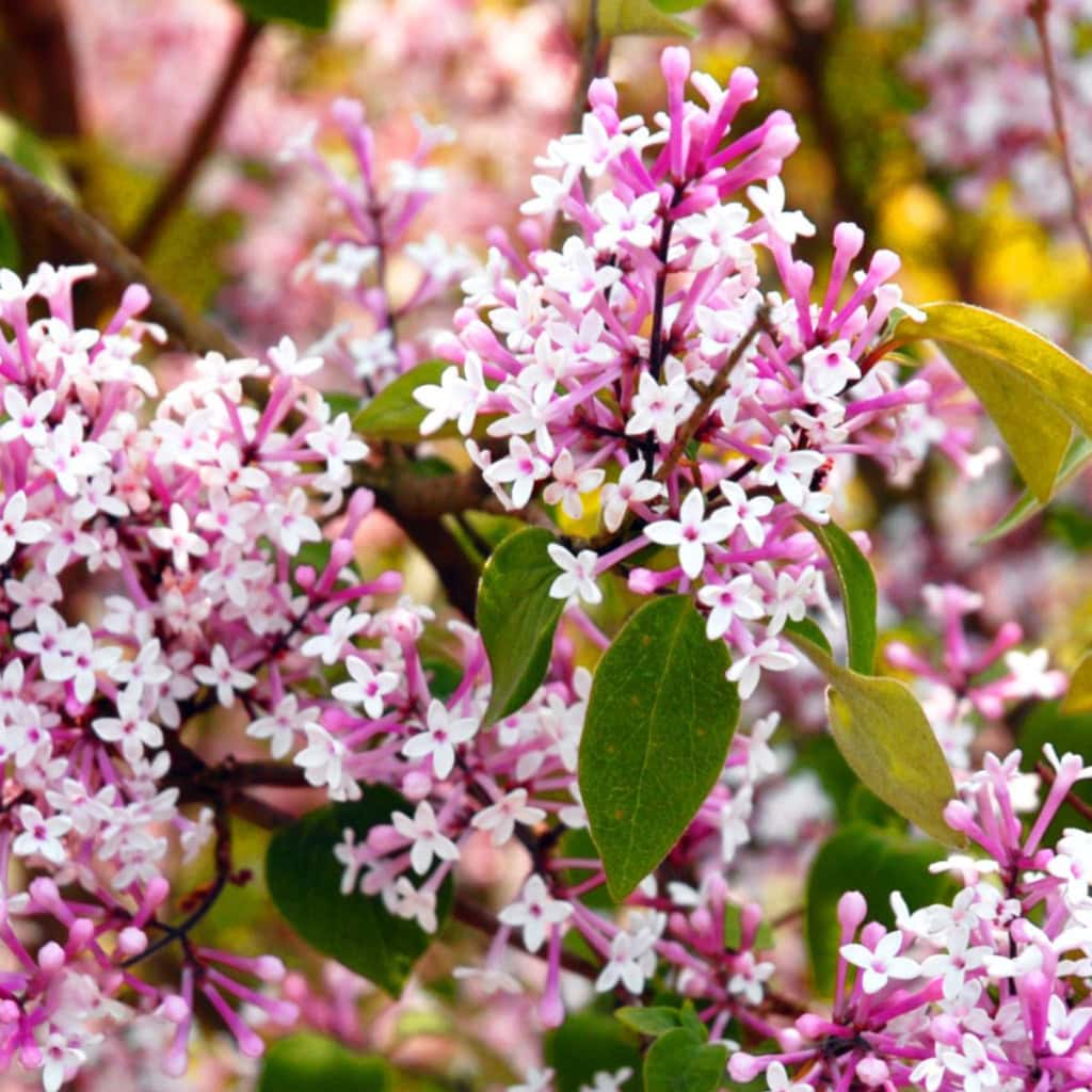 Dværgsyren Bloomerang 'Pink Perfume'