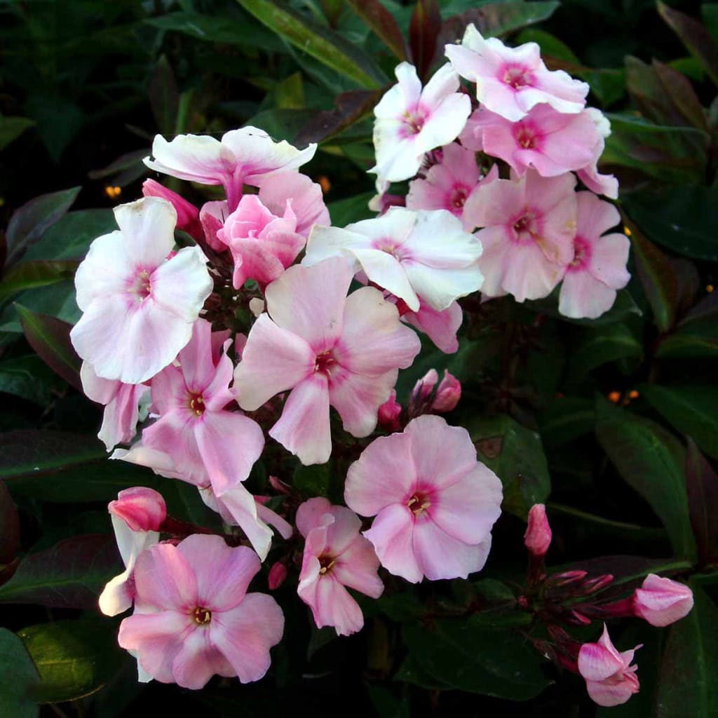 Floks 'Mies Copijn' - Phlox paniculata