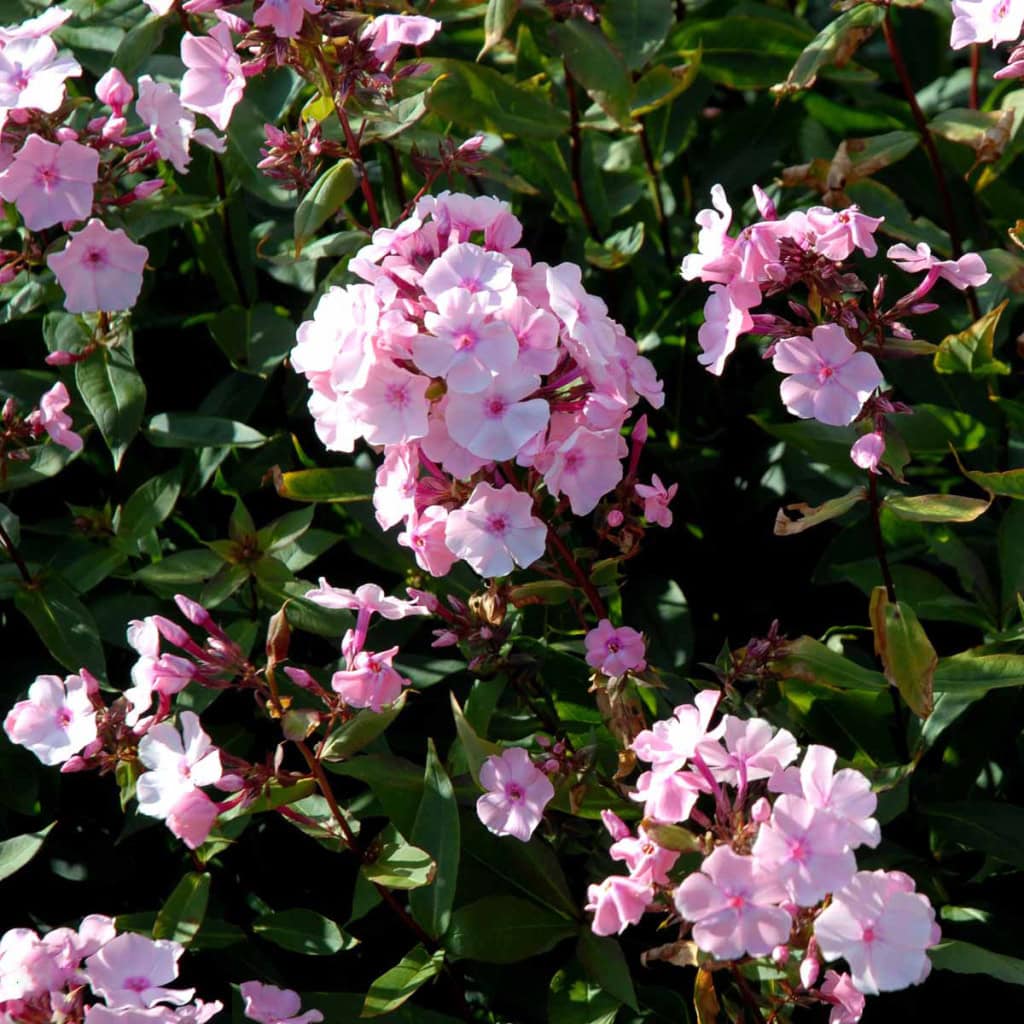 Floks 'Mies Copijn' - Phlox paniculata