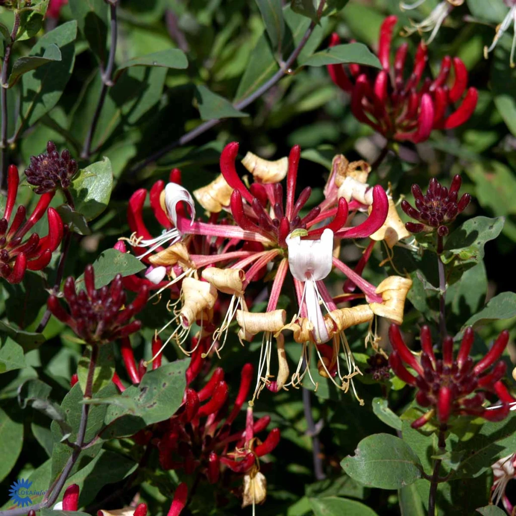 Kaprifolie 'Serotina' - Lonicera pericymenum 'Serotina'