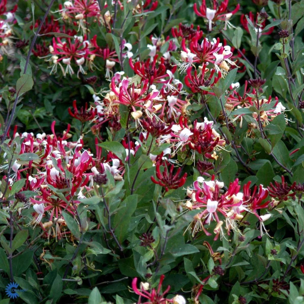 Kaprifolie 'Serotina' - Lonicera pericymenum 'Serotina'