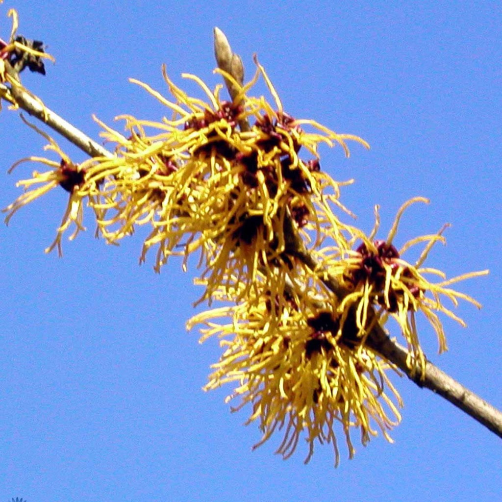 Troldnød - Hamamelis intermedia 'Arnold promise'