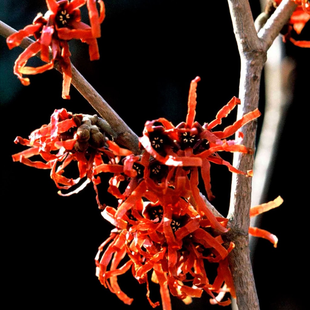 Troldnød - Hamamelis intermedia 'Feuerzauber'