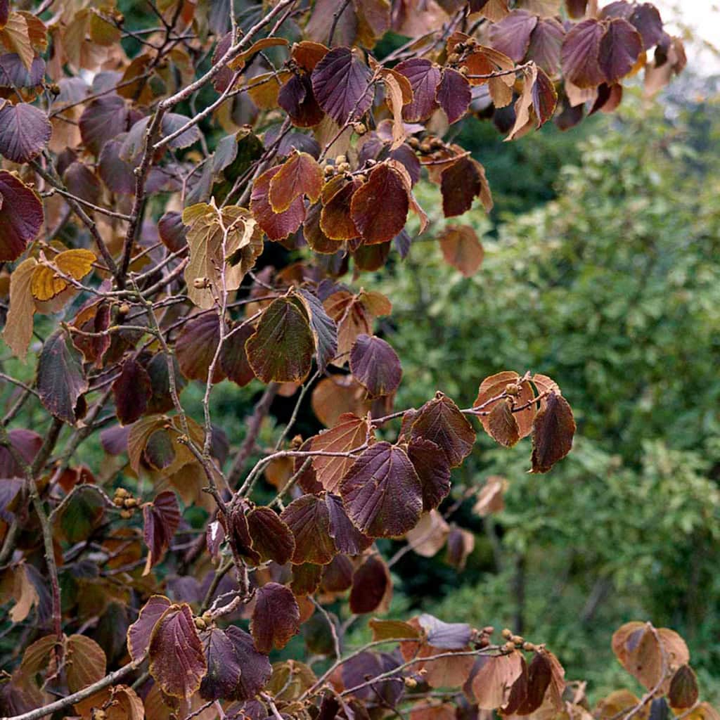 Troldnød - Hamamelis intermedia 'Feuerzauber'