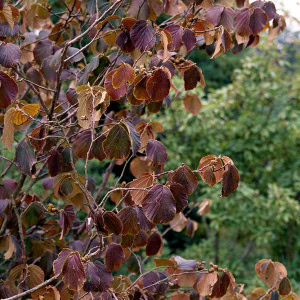 Troldnød - Hamamelis intermedia 'Feuerzauber'