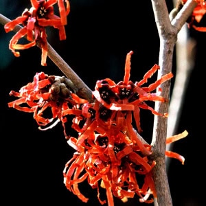 Troldnød - Hamamelis intermedia 'Feuerzauber'