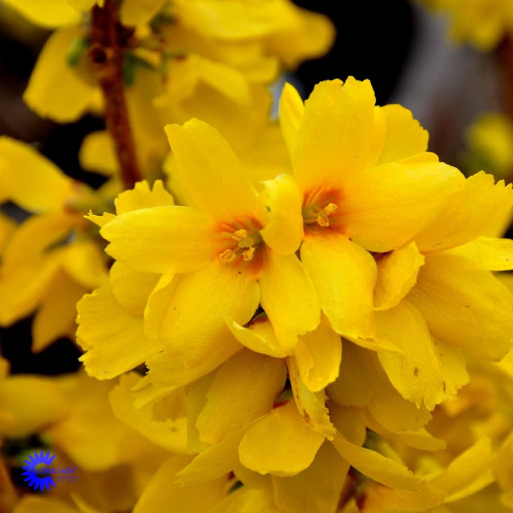 Vårguld 'Goldrausch' - Forsythia intermedia 'Goldraush'