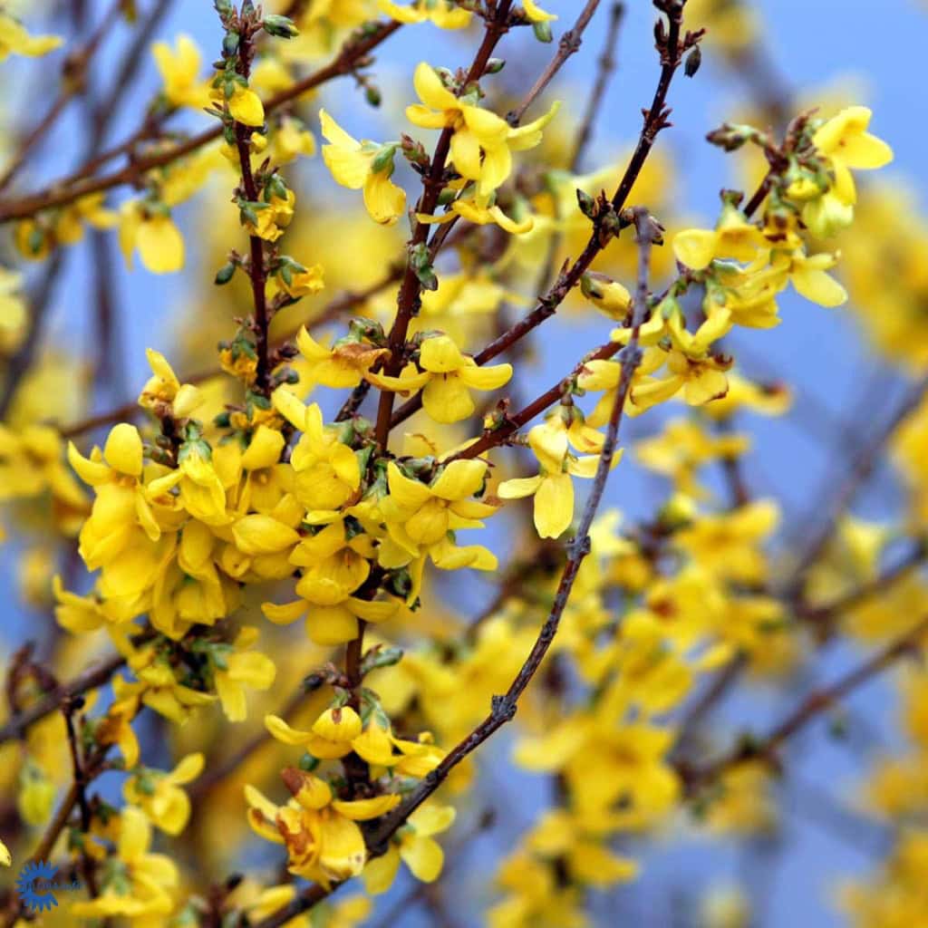 Vårguld 'Weekend' - Forsythia intermedia 'Weekend'