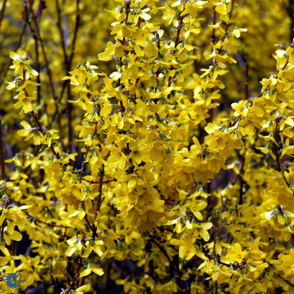 Vårguld 'Weekend' - Forsythia intermedia 'Weekend'