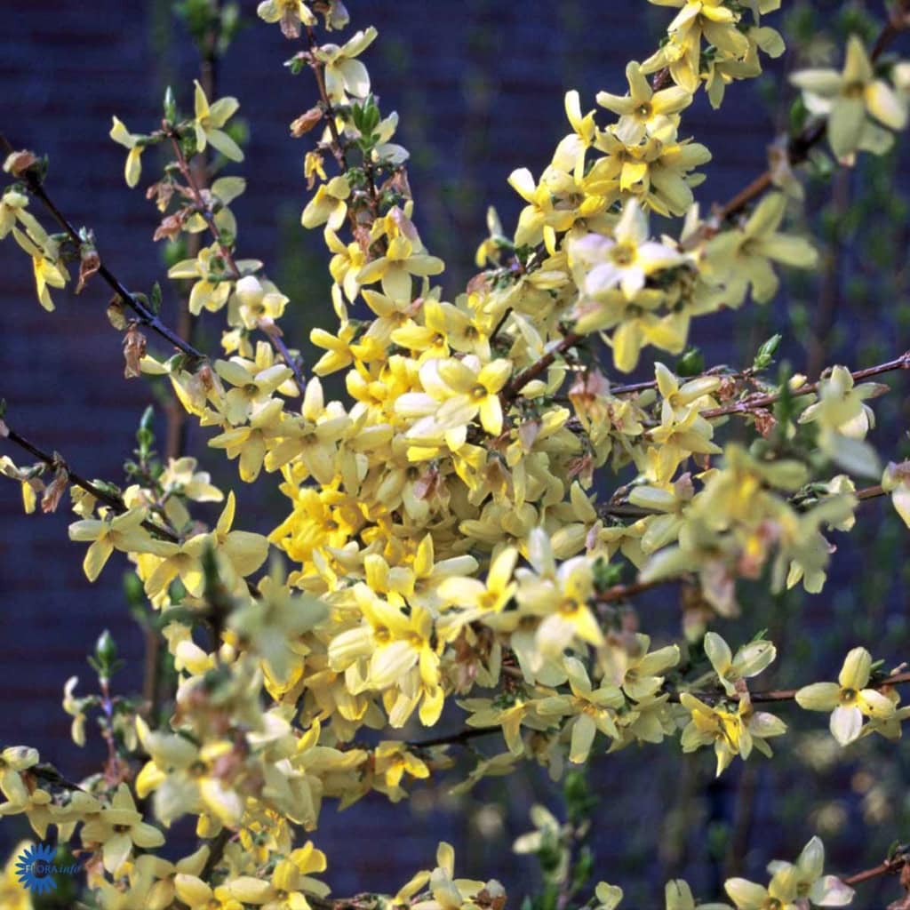 Vårguld 'Weekend' - Forsythia intermedia 'Weekend'