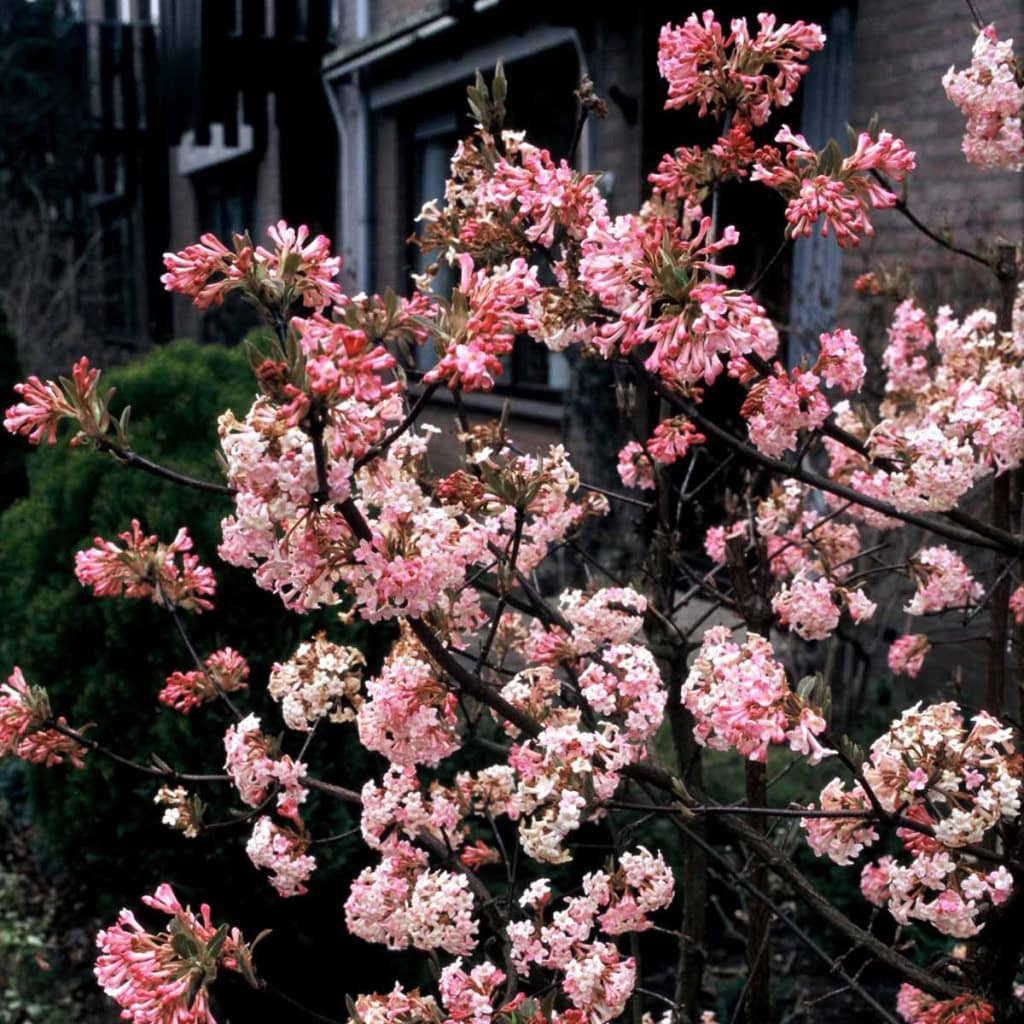 Kejserbusk Virburnum bondnantense 'Charles lamont'