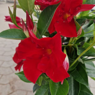 Bægerranke | Dipladenia 'Sundaville'