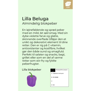 Lilla Beluga peberfrugtplante