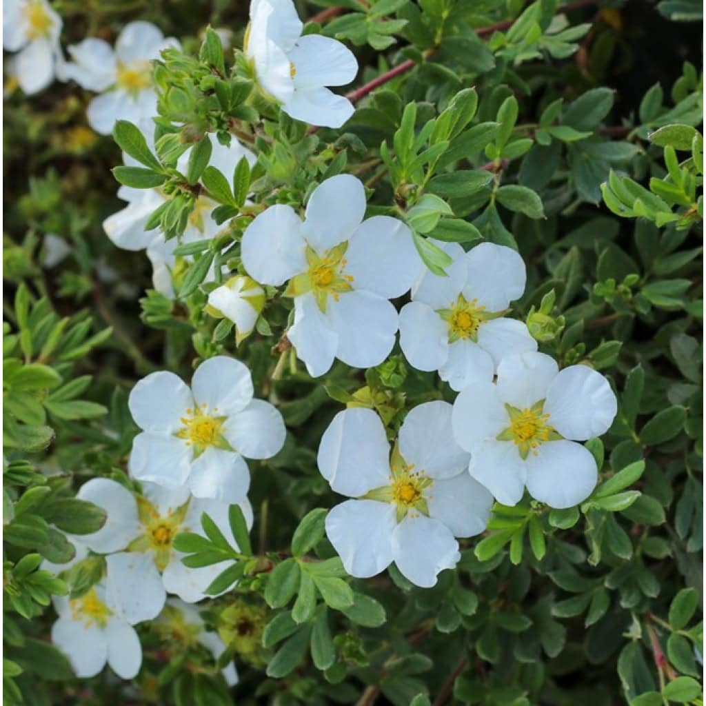 Potentil 'Abbotswood' - Potentilla fruticosa 'Abbotswood'