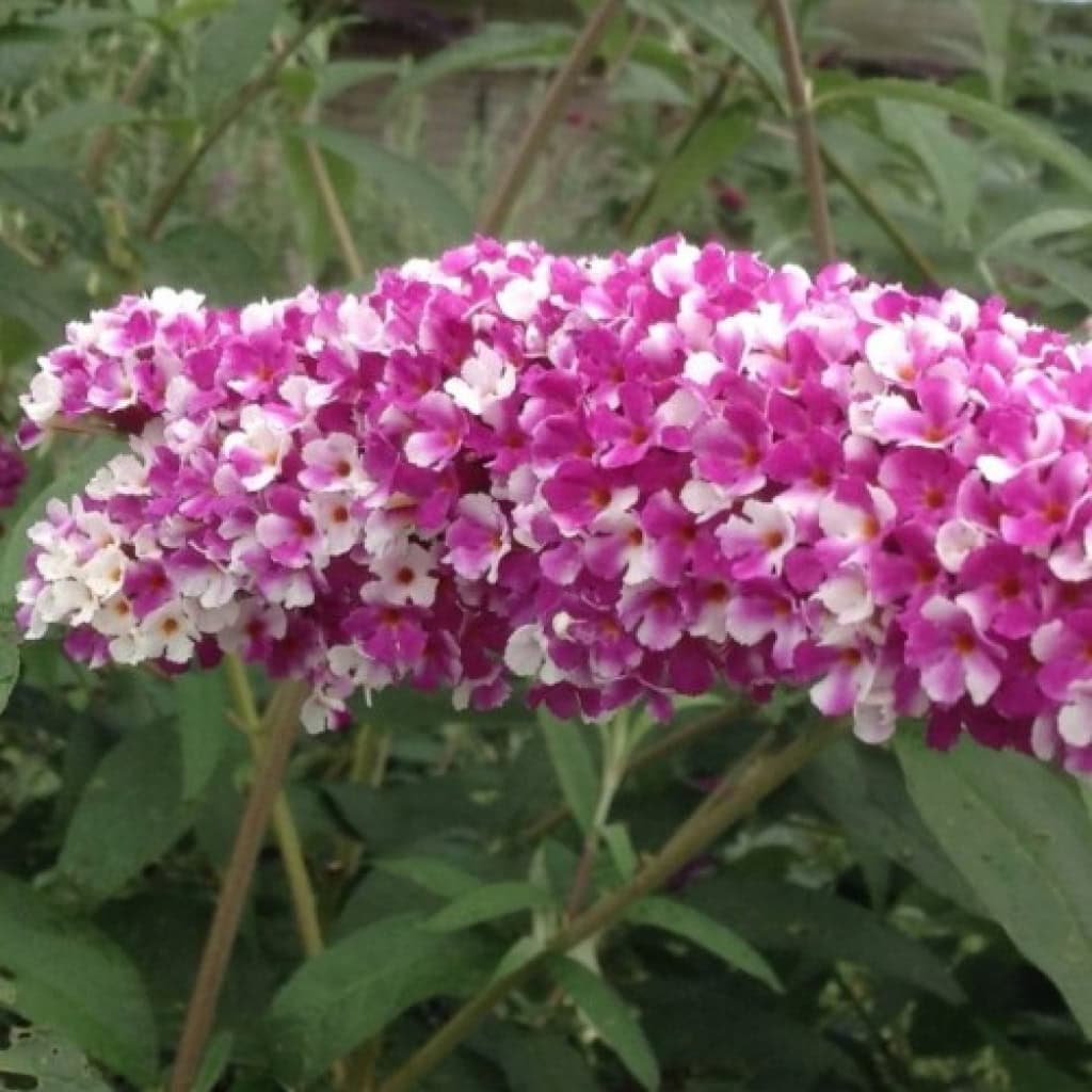 Sommerfuglebusk 'Berries and Cream'