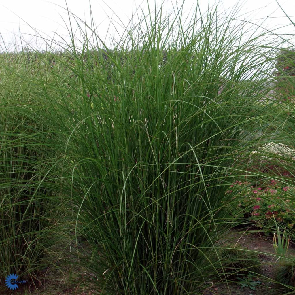 Gracillimus