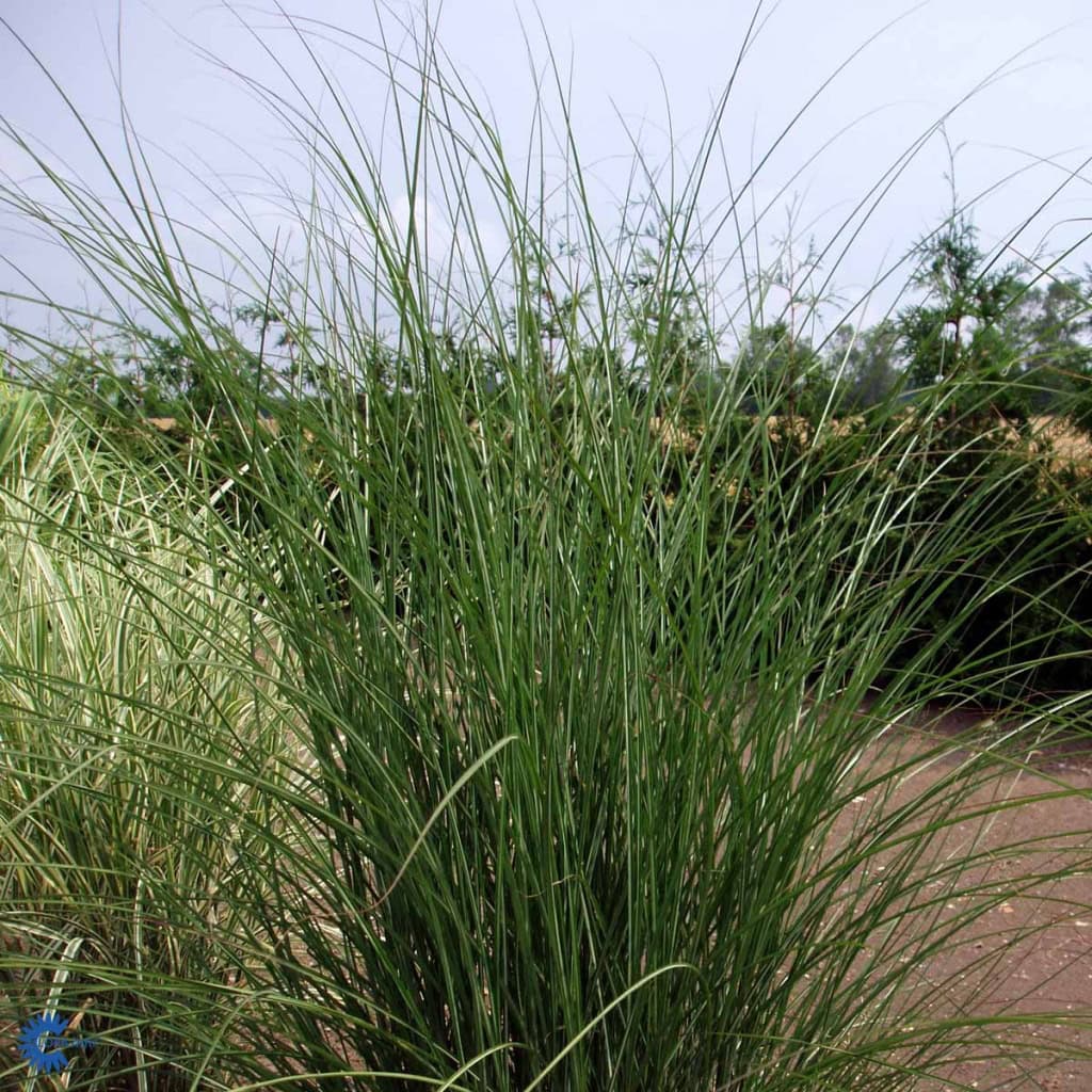 Gracillimus