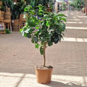 Appelsintræ 'Acrobal' - Citrus meyeri sinensis