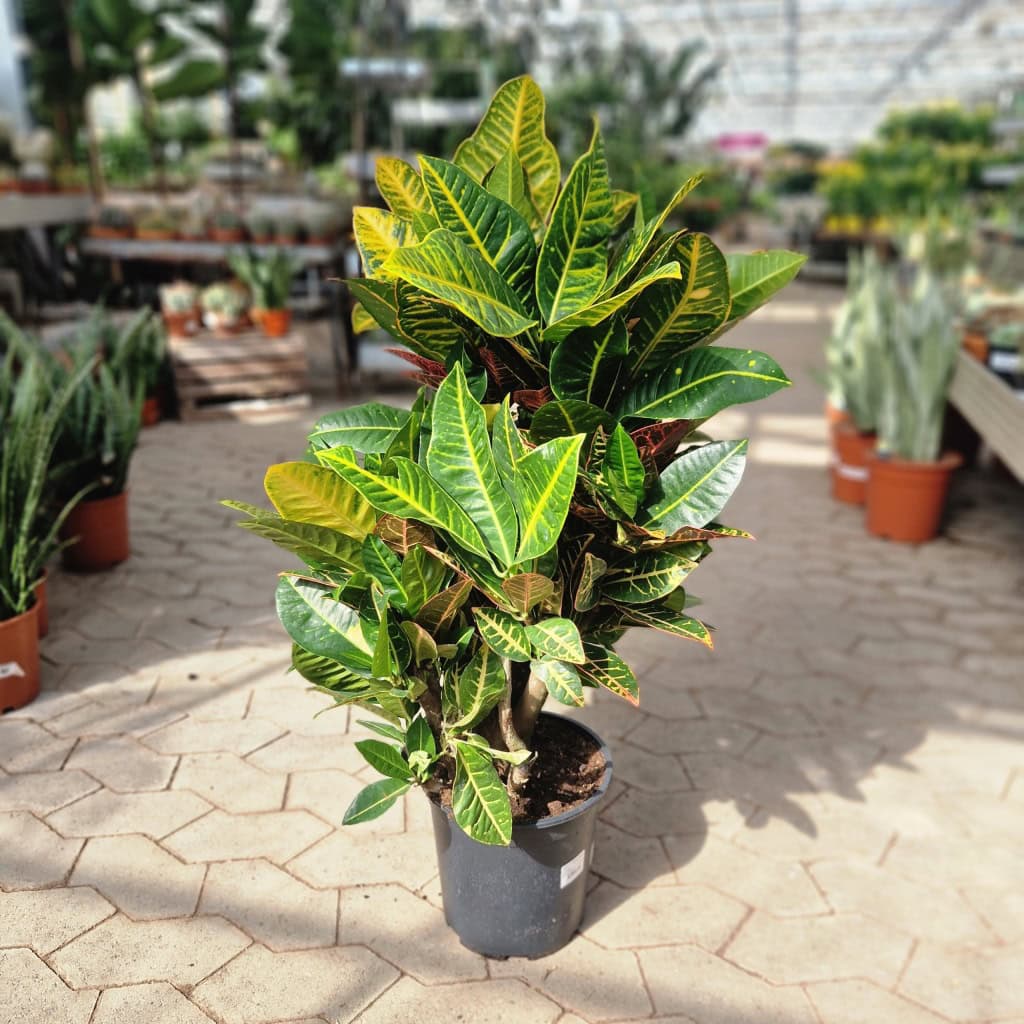 Kroton 'Petra' - Codiaeum