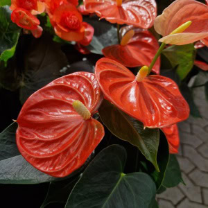 Flamingoblomst - Anthurium